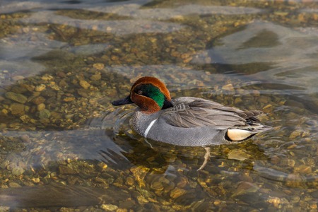 Small dabbling duck Green Winged Teal on a water in the lake alongの写真素材