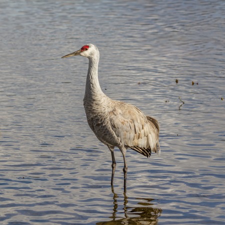 Big gray bird with red head American crane on the Birnaby lake Canadaの写真素材