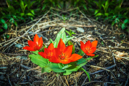 Background of beautiful red tulips. Colorful tulips in spring.の写真素材