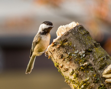 Small bird Carolina Chickadee or Poecile carolinensis on a perch in spring with blury backgroundの写真素材