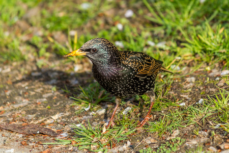 European Starling, Sturnus vulgaris, dark bird in beautiful plumage walking in green grass, animal in the nature habitat, spring, Canadaの写真素材