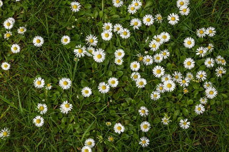 Daisy flower background. Daisy is a flower of Asteraceae familyの写真素材
