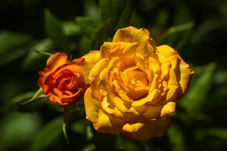 Yellow roses in the garden, very bright and shiny.の写真素材