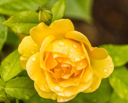 closeup of beautiful yellow rose with water dropsの写真素材