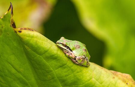 American Green Tree Frog rests on a leaf in a garden.の写真素材