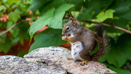 Small squirrel eating in the green parkの写真素材