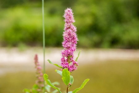 Spiraea douglasii or hardhack pink flower in the rose family wildlife fieldの写真素材