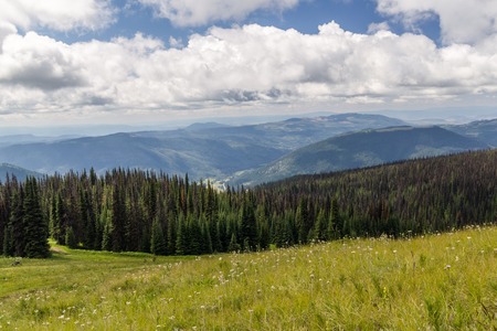 Alpine meadows at Sun Peaks British Columbia Canadaの写真素材