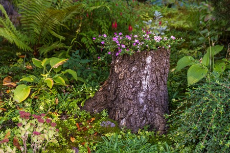 Flower bed in a tree stump closeup fronyard backyardの写真素材
