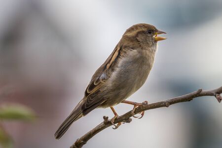 House sparrow perched on branch blurred backgroundの写真素材