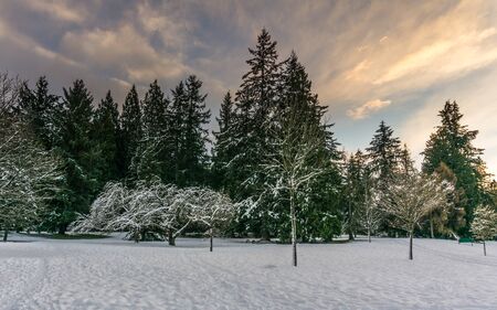 Beautiful winter forest landscape with snow covered treesの写真素材