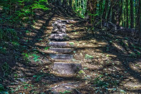 Trail through tall trees in a wet forest Cypress Falls Park British Columbia Canadaの写真素材
