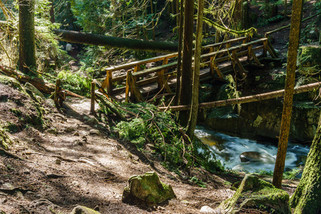 Trail through tall trees in a wet forest Cypress Falls Park British Columbia Canadaの写真素材