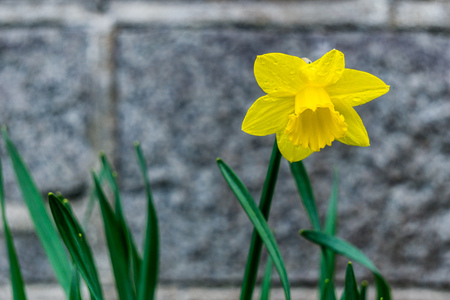Single yellow daffodil narcissus flower blure backgroundの写真素材