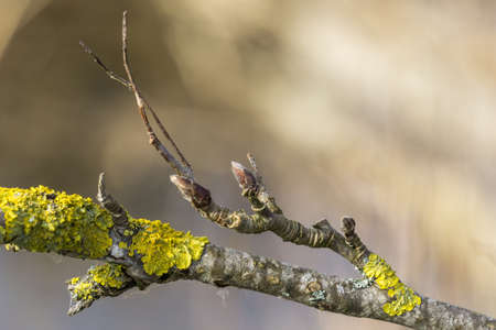 Green bud in spring on a branch with with blure background