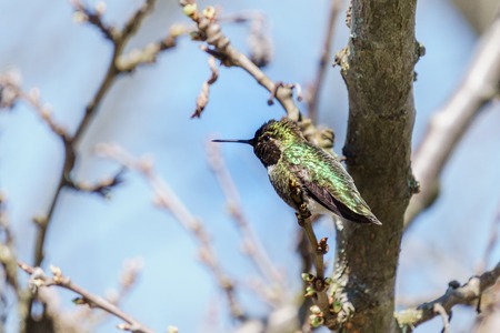 small green hummingbird bird on the branch with blury backgroundの写真素材