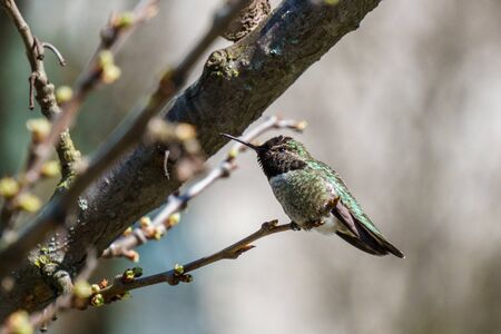 small green hummingbird bird on the branch with blury backgroundの写真素材