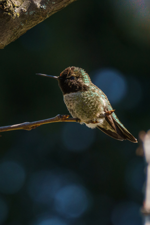 small green hummingbird bird on the branch with dark blury backgroundの写真素材