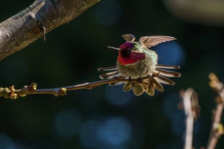 small green hummingbird bird on the branch with dark blury backgroundの写真素材