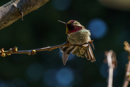 small green hummingbird bird on the branch with dark blury backgroundの写真素材