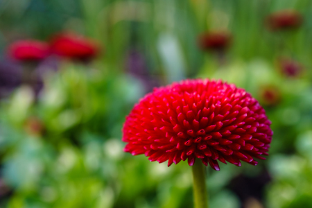 Background with beautiful wild flowers outside in the park at spring timeの写真素材