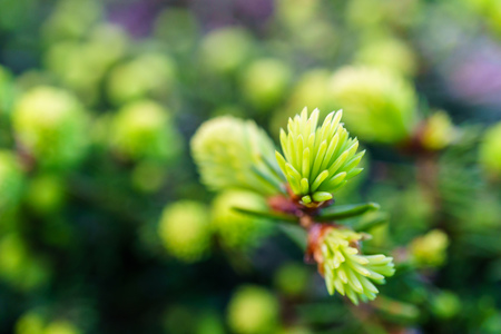 Background with beautiful wild flowers outside in the park at spring timeの写真素材