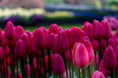 Background with beautiful wild flowers outside in the park at spring timeの写真素材
