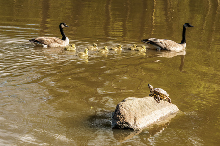 Red-Eared slider and Geese family with goslings on a Pond in Vancouver, Canadaの写真素材