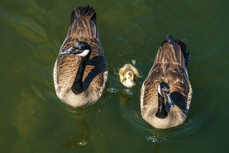 Goose family with little one on the water top view