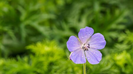 Single purple flower with green backgroundの写真素材