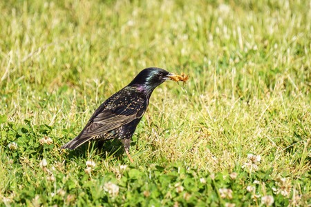 Common Starling Sturnus Vulgaris on the green field eating bugsの写真素材