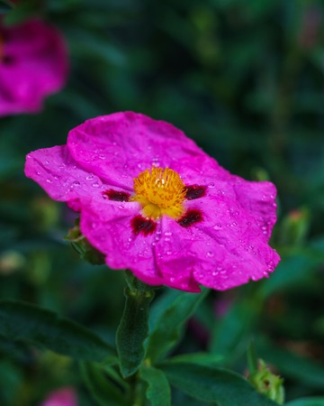 Sweet briar flower with water drops on green background Rosa caninaの写真素材