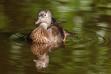 Female gray-brown wood duck on the lake at summer timeの写真素材