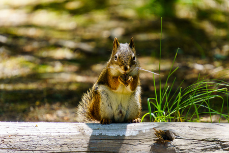 Small Squirrel in summer forest background wild animal