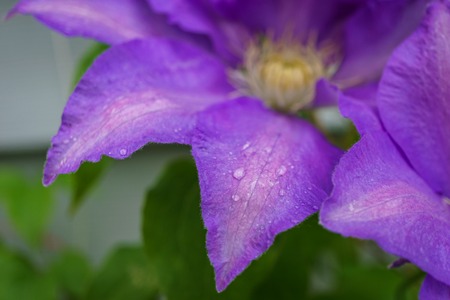 big purple clematis flowers in the gardenの写真素材