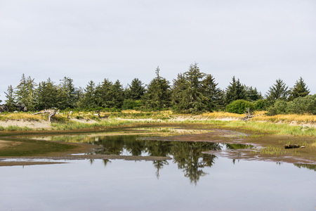 Yang spruce forest reflection in the small puddleの写真素材