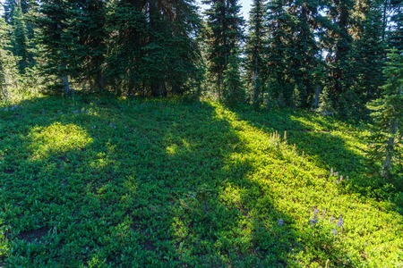 beautiful landscape of alpine field fresh green meadows and blooming flowers and forest green mountain tops in the background on a sunny dayの写真素材