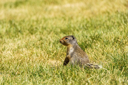 european suslik gopher or ground squirrel in the wilderness outside