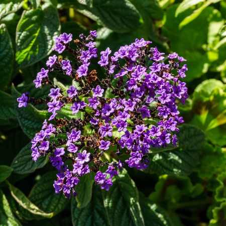 Big purple flower at morning time with blured background in the gardenの写真素材
