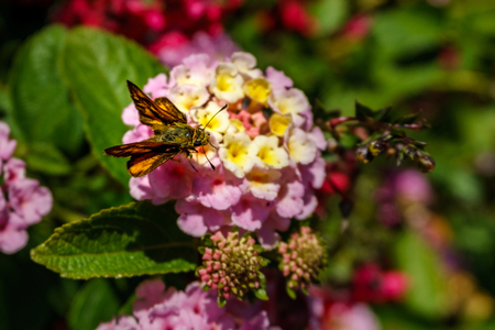 Big colorful flower at morning time with blured background in the gardenの写真素材