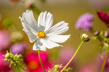 Big white flower at morning time with blured background in the gardenの写真素材