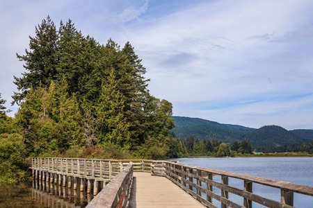 Boardwalk on the lake in the morning towards big green tree with cloudy sky.の写真素材