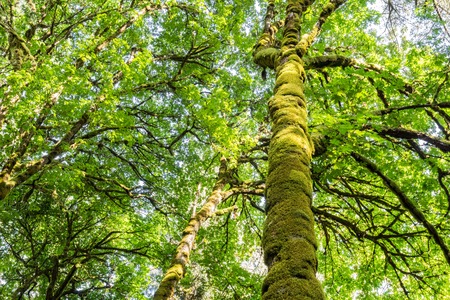 Tall tree covered by moss in the park Vancouver Island British Columbia