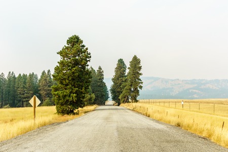 Rural country road summer landscape yellow field and green trees with smog in air