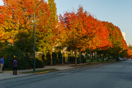 VANCOUVER, CANADA - OCTOBER 1, 2017: Euclid Avenue Coloured trees on an autumn dayのeditorial素材