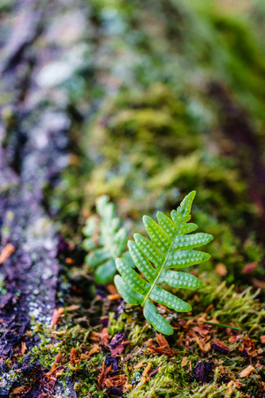 Fresh green sprout of fern on an old tree in the forestの写真素材
