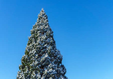 Top of pine tree covered in snow isolated on blue sky at sunny dayの写真素材