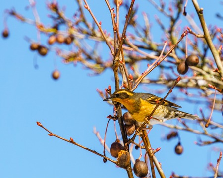 A varied thrush bird on the tree against blue skyの写真素材