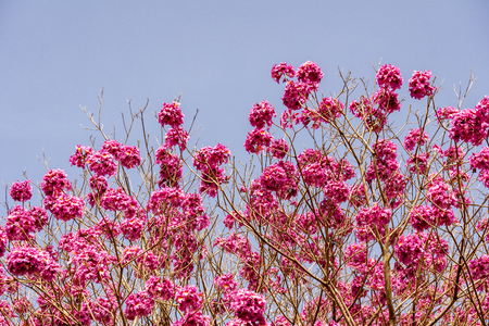 Dark pink flowers on the tree against blue sky background