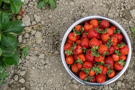 Bowl of freshly picked red strawberries in a farm fieldの写真素材